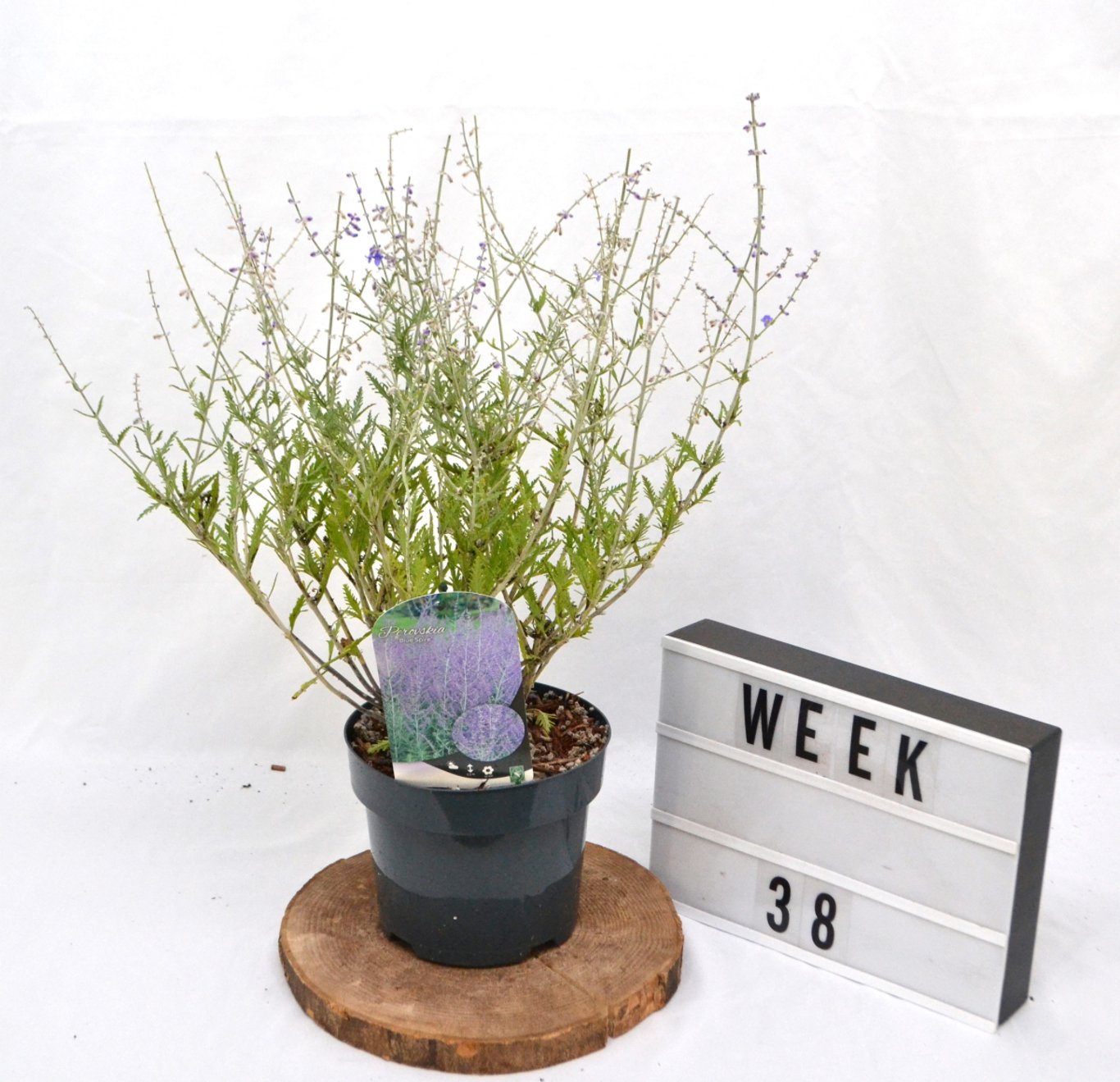 Perovskia 'Blue Spire' - C3 20-40 CM